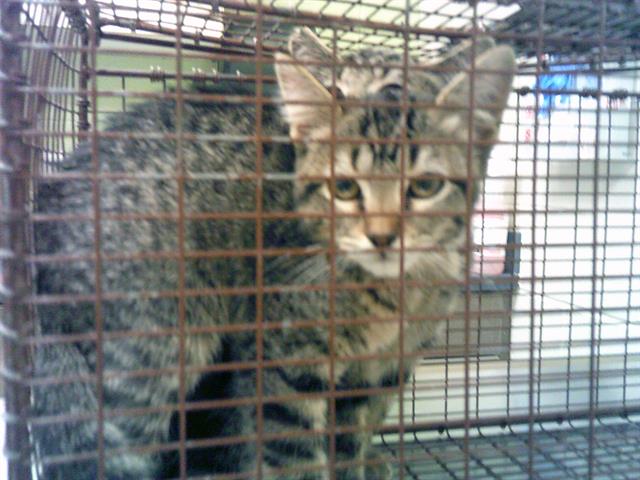 adoptable Cat in Brighton, CO named DALLAS