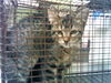 adoptable Cat in  named DALLAS