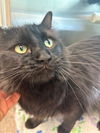 adoptable Cat in  named *TAFFY