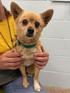 adoptable Dog in brighton, CO named *BRADFORD