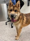 adoptable Dog in  named *NOBLE