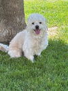 adoptable Dog in brighton, CO named *CALAMARI
