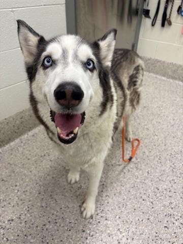 adoptable Dog in Brighton, CO named NIKKI