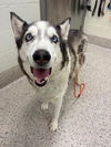 adoptable Dog in  named NIKKI