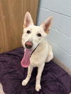 adoptable Dog in  named *STORK