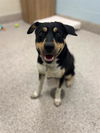 adoptable Dog in  named EROS