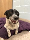 adoptable Dog in  named *CHICKADEE