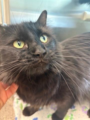 adoptable Cat in Brighton, CO named *TAFFY