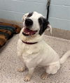 adoptable Dog in  named OZZIE