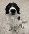 adoptable Dog in  named LUNA