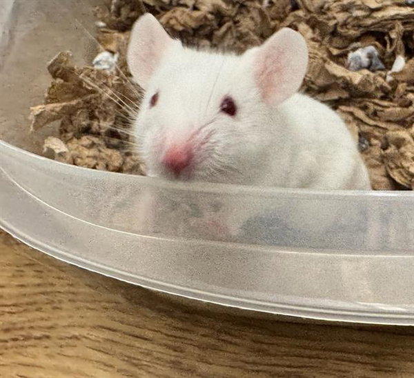 SNOWBALL