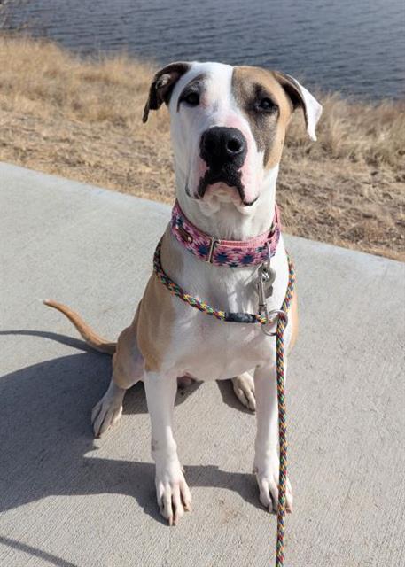 Pit Bull