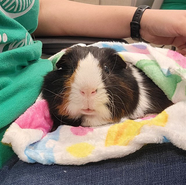 BUGSY Image