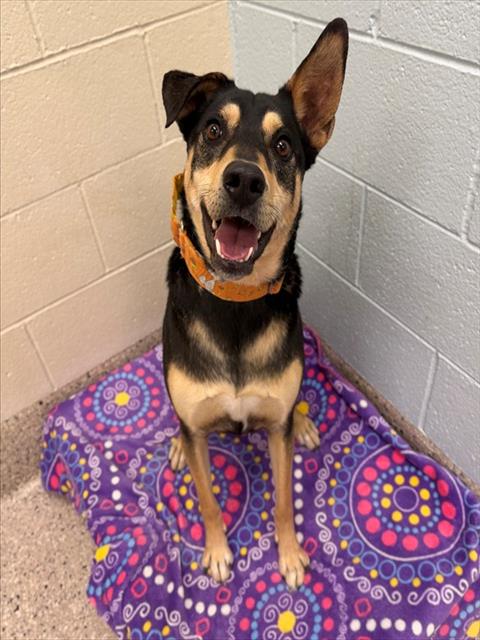 BOWIE, an adoptable Queensland Heeler in Brighton, CO