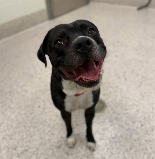 ZEUS, an adoptable Pit Bull Terrier in Brighton, CO