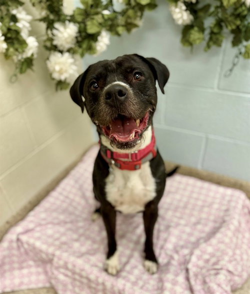 ZEUS, an adoptable Pit Bull Terrier in Brighton, CO