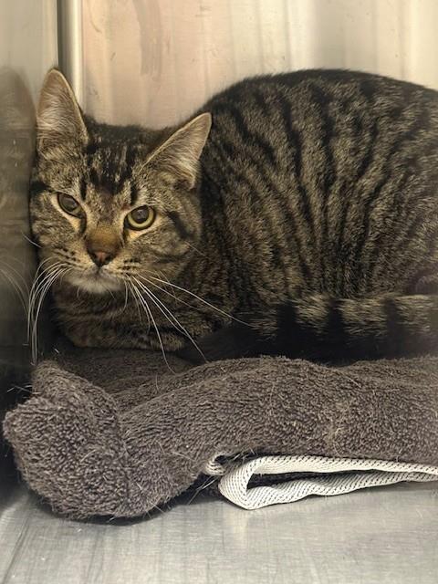 *JOE, an adoptable Domestic Short Hair in Brighton, CO