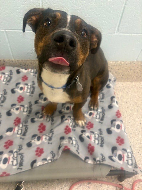 *LORD FARQUAAD, an adoptable Pit Bull Terrier in Brighton, CO