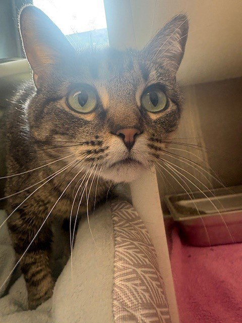 ARTEMIS, an adoptable Domestic Medium Hair in Brighton, CO