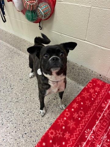 *GLORIA, an adoptable Boston Terrier in Brighton, CO