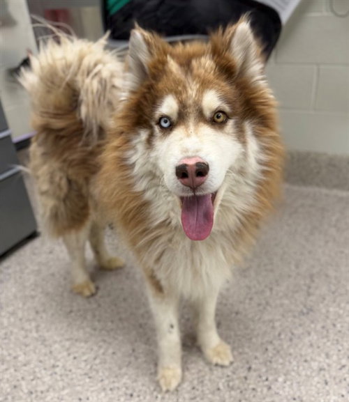 *PICKLE, an adoptable Siberian Husky in Brighton, CO