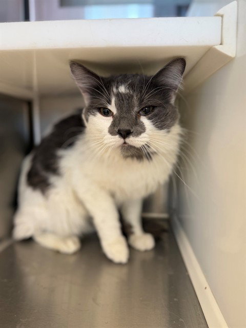 *BRIAN, an adoptable Domestic Medium Hair in Brighton, CO