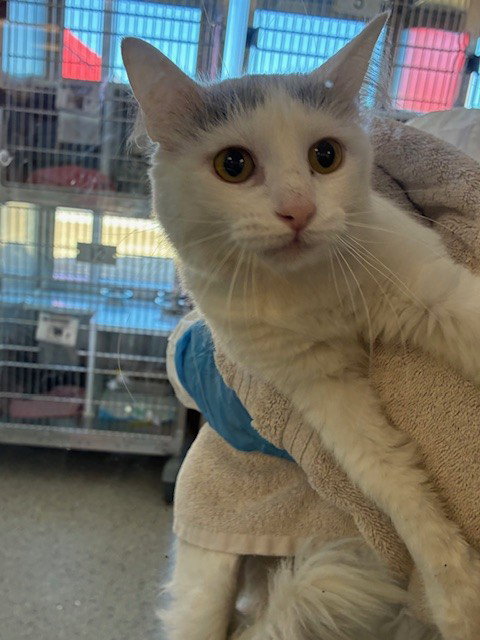*MEL, an adoptable Domestic Medium Hair in Brighton, CO