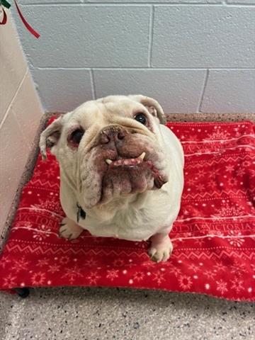BENTLEY, an adoptable English Bulldog in Brighton, CO
