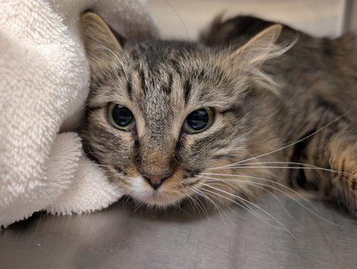 picture of the cat needing adoption