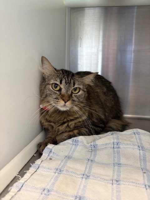picture of the cat needing adoption