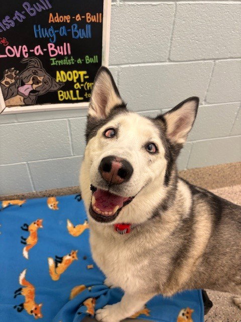 KODA