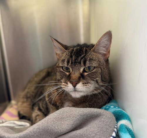 picture of the cat needing adoption