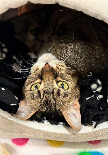 HYDI, Senior Domestic Short Hair (medium coat), cat for adoption in Northglenn, Colorado