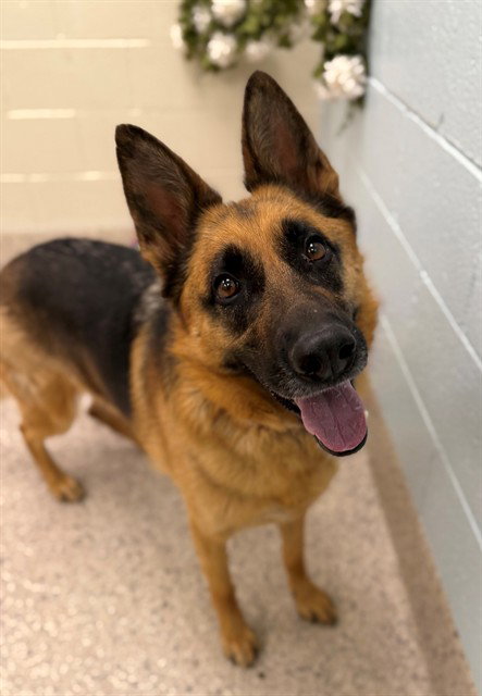 picture of the dog needing adoption