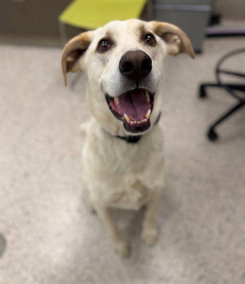 picture of the dog needing adoption