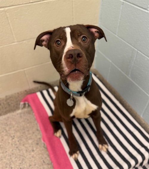 picture of the dog needing adoption