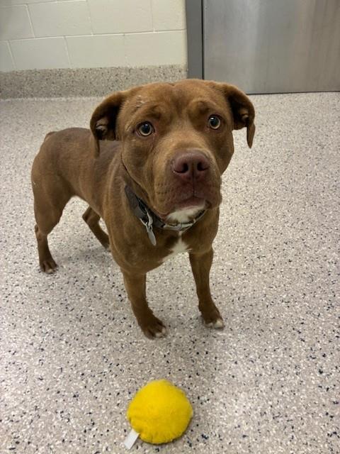 picture of the dog needing adoption