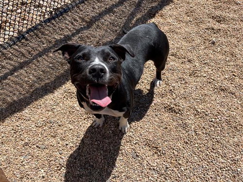 picture of the dog needing adoption