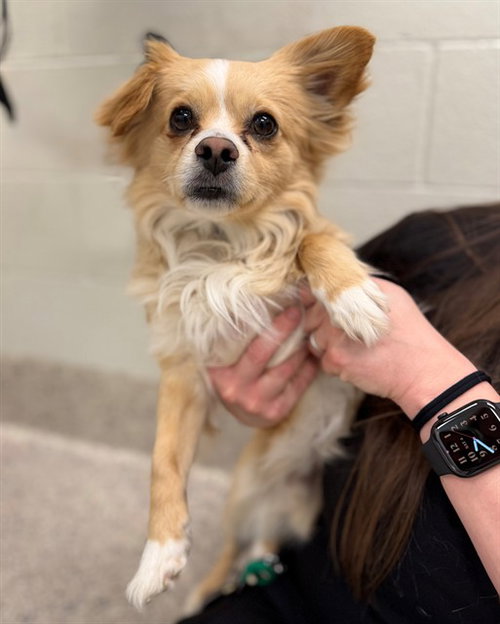 picture of the dog needing adoption
