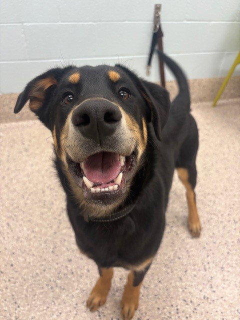 picture of the dog needing adoption