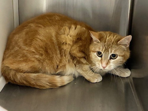 picture of the cat needing adoption