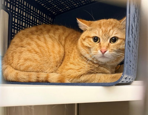 picture of the cat needing adoption