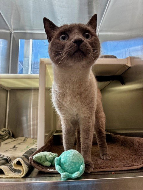 KENNY, Adult Domestic Short Hair (medium coat), cat for adoption in Northglenn, Colorado