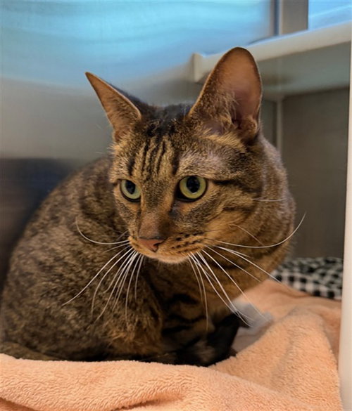 LANDO, Adult Domestic Short Hair (medium coat), cat for adoption in Northglenn, Colorado
