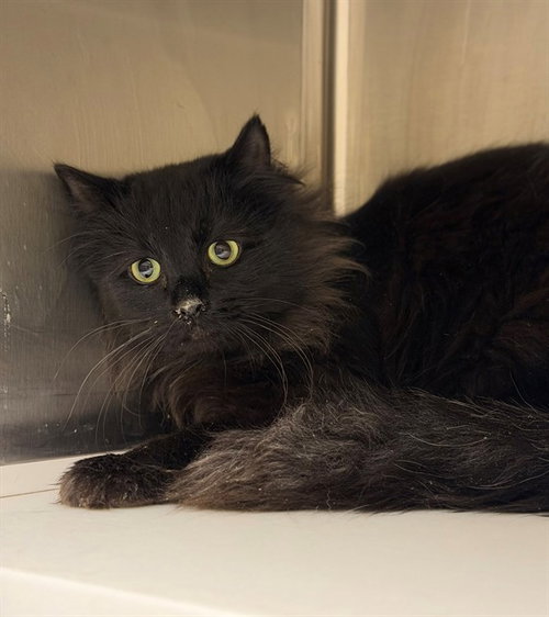 *JASON, Young Domestic Short Hair (medium coat), cat for adoption in Northglenn, Colorado