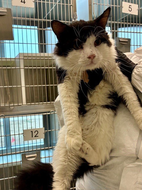 *KEVIN, Adult Domestic Medium Hair (medium coat), cat for adoption in Northglenn, Colorado