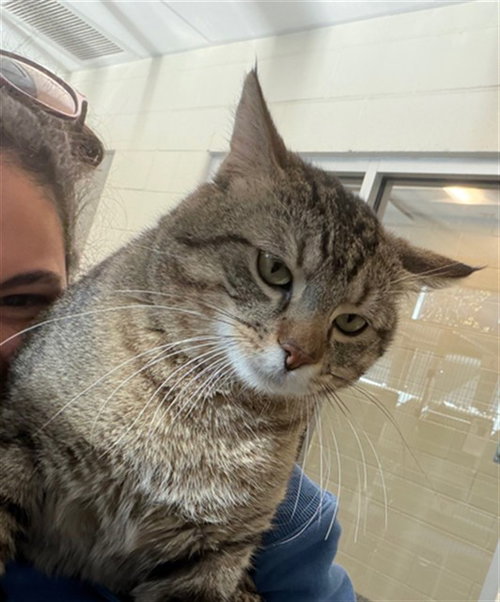 *DANNY PURRITO, Adult Domestic Short Hair (medium coat), cat for adoption in Northglenn, Colorado