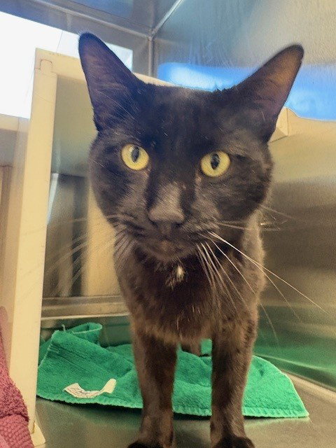 *HAMMIE, Adult Domestic Short Hair (medium coat), cat for adoption in Northglenn, Colorado