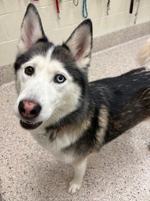KHALEESI, an adoptable Siberian Husky in Brighton, CO