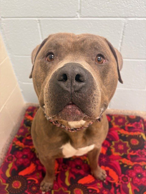 *SHREK, an adoptable Pit Bull Terrier in Brighton, CO